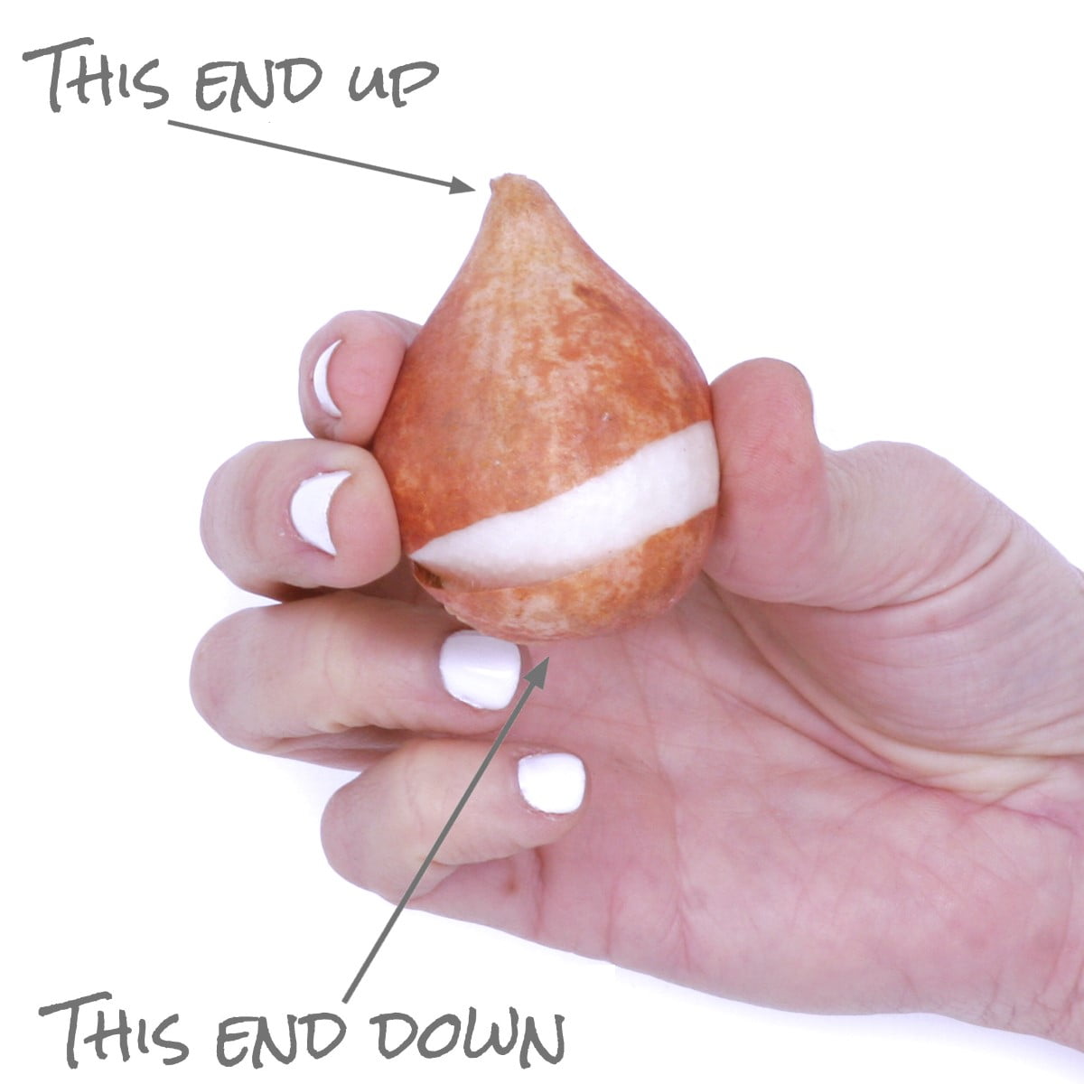 Van Zyverden Tulip Patio Planter Kit with 11 in. x 19.5 in. Faux Rattan Planter, Planting Medium, Gloves, Set of 15 Bulbs Multi-Color Part Sun - Image 4