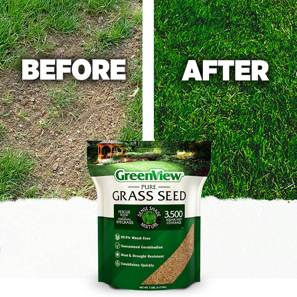 GreenView Pure Grass Seed Dense Shade Mixture, 20 lb. Bag – Covers up to 10,000 sq. ft. - Image 7