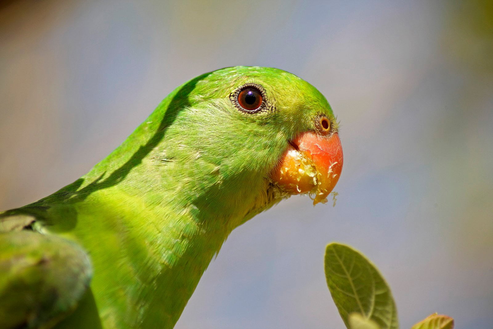 70-300mm F/4-5.6 Di LD Macro w/ hood for Canon - Image 3