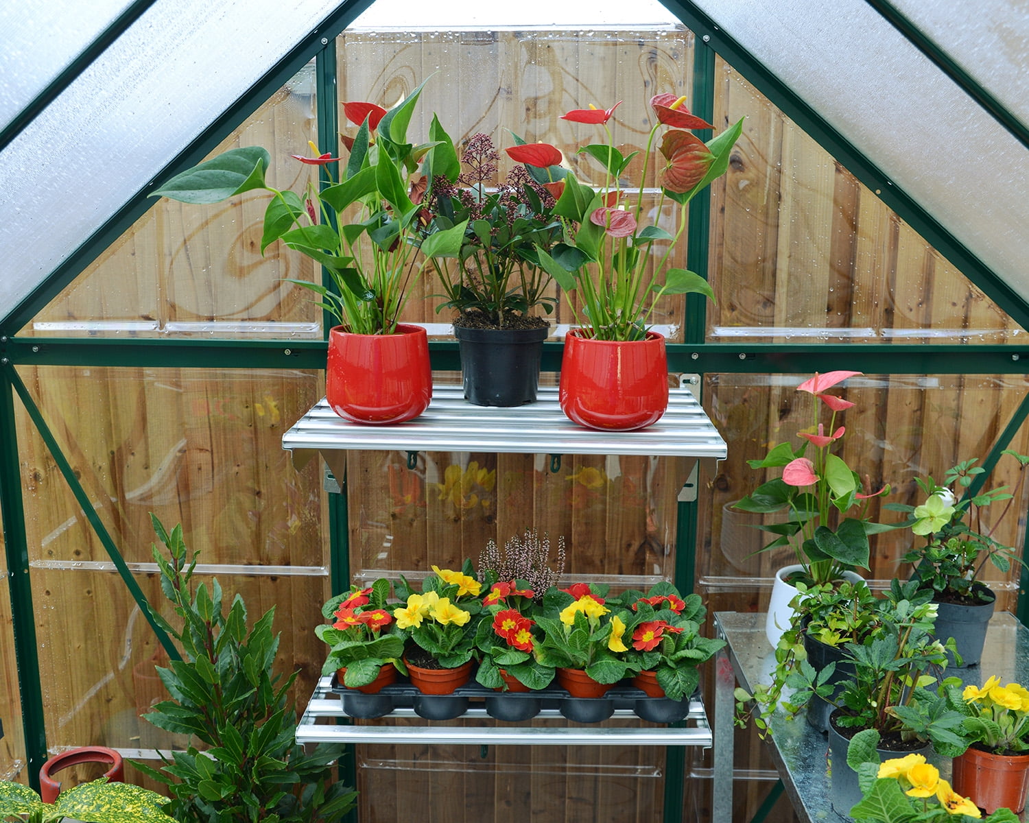 Palram - Canopia Hybrid 6' x 4' Polycarbonate/Aluminum Walk-In Greenhouse – Green - with Roof Vent - Image 5