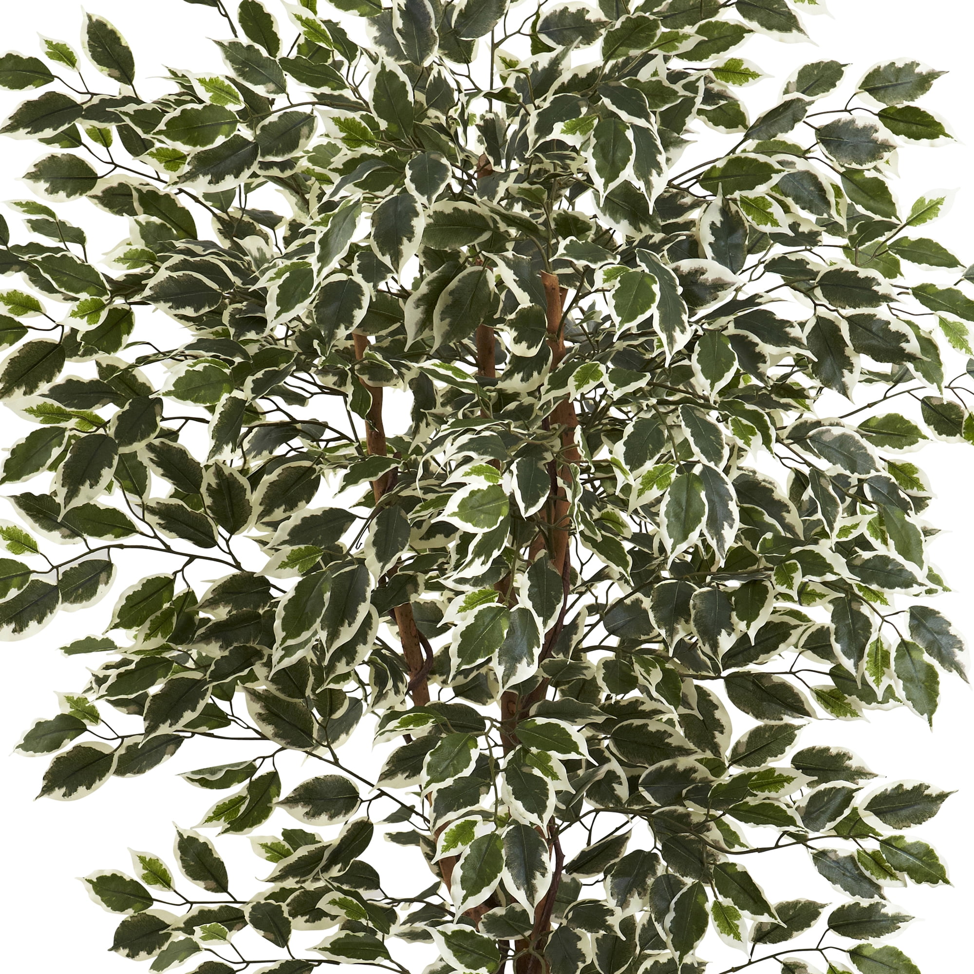 6’ Hawaiian Ficus Tree - Image 4