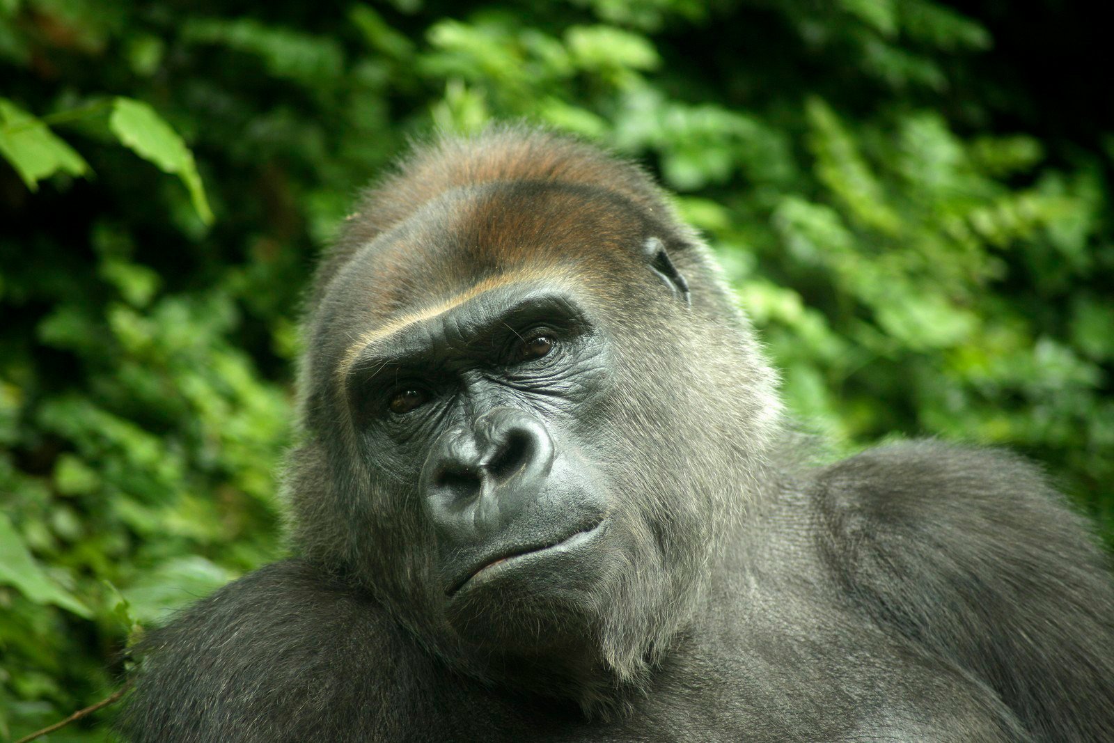 70-300mm F/4-5.6 Di LD Macro w/ hood for Canon - Image 5