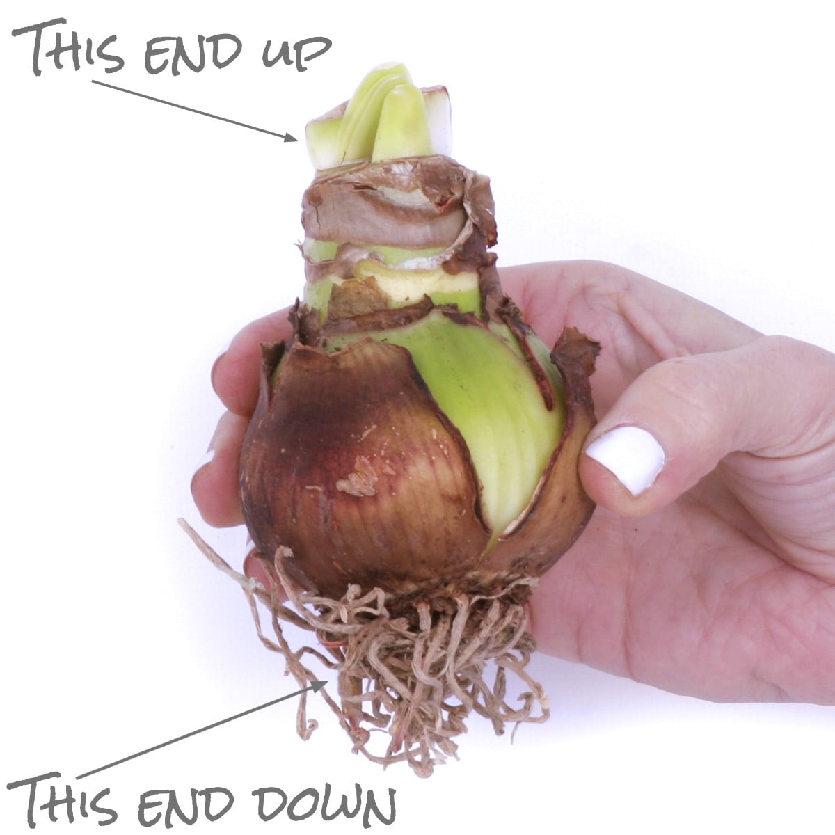 Van Zyverden Amaryllis Kit Trio with Fluted Iron Faux Brass Finish Bulb Planter and 3 Bulbs Multicolor Partial Sun Perennial Easy to Grow 5 lbs - Image 5