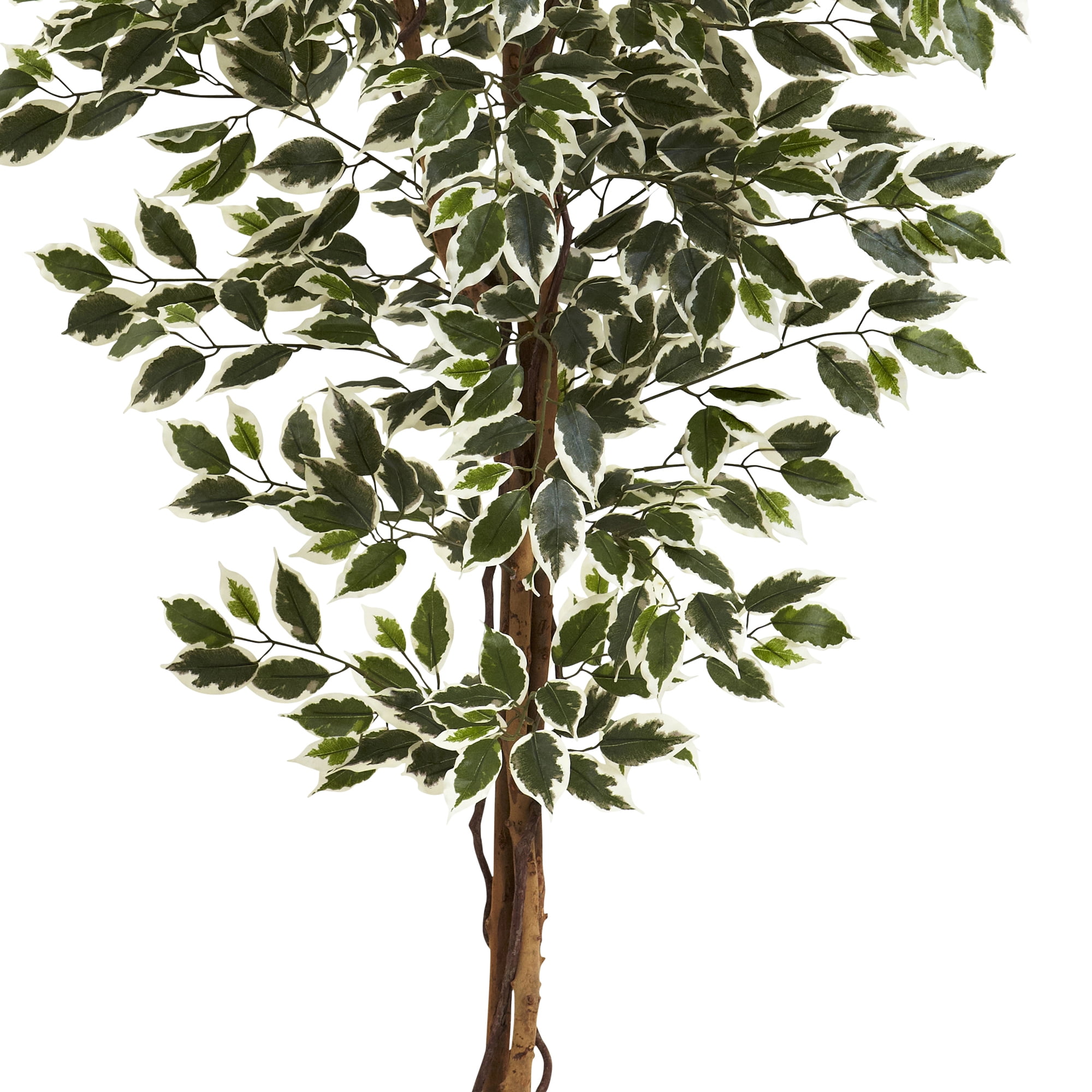 6’ Hawaiian Ficus Tree - Image 5