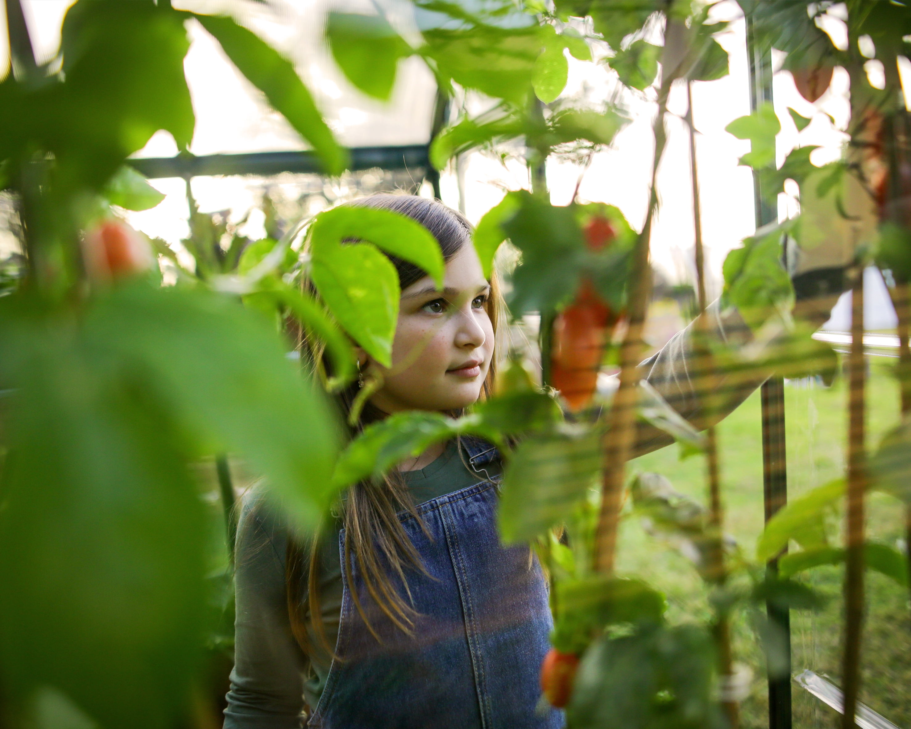 Palram - Canopia Hybrid 6' x 4' Polycarbonate/Aluminum Walk-In Greenhouse – Green - with Roof Vent - Image 2