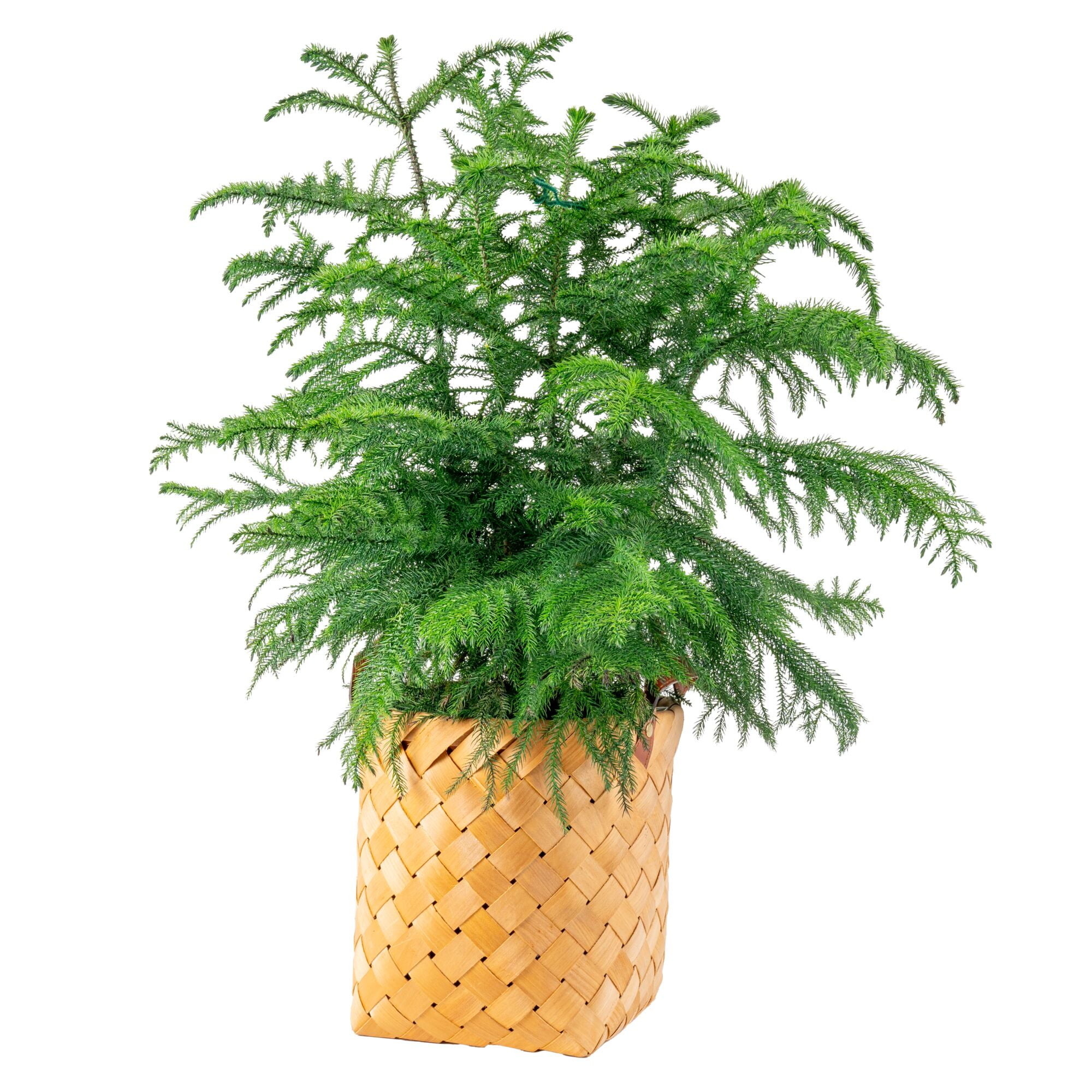 Costa Farms 28" Tall Christmas Tree, Bright Direct Sunlight, Indoor Live House Plants, Basket
