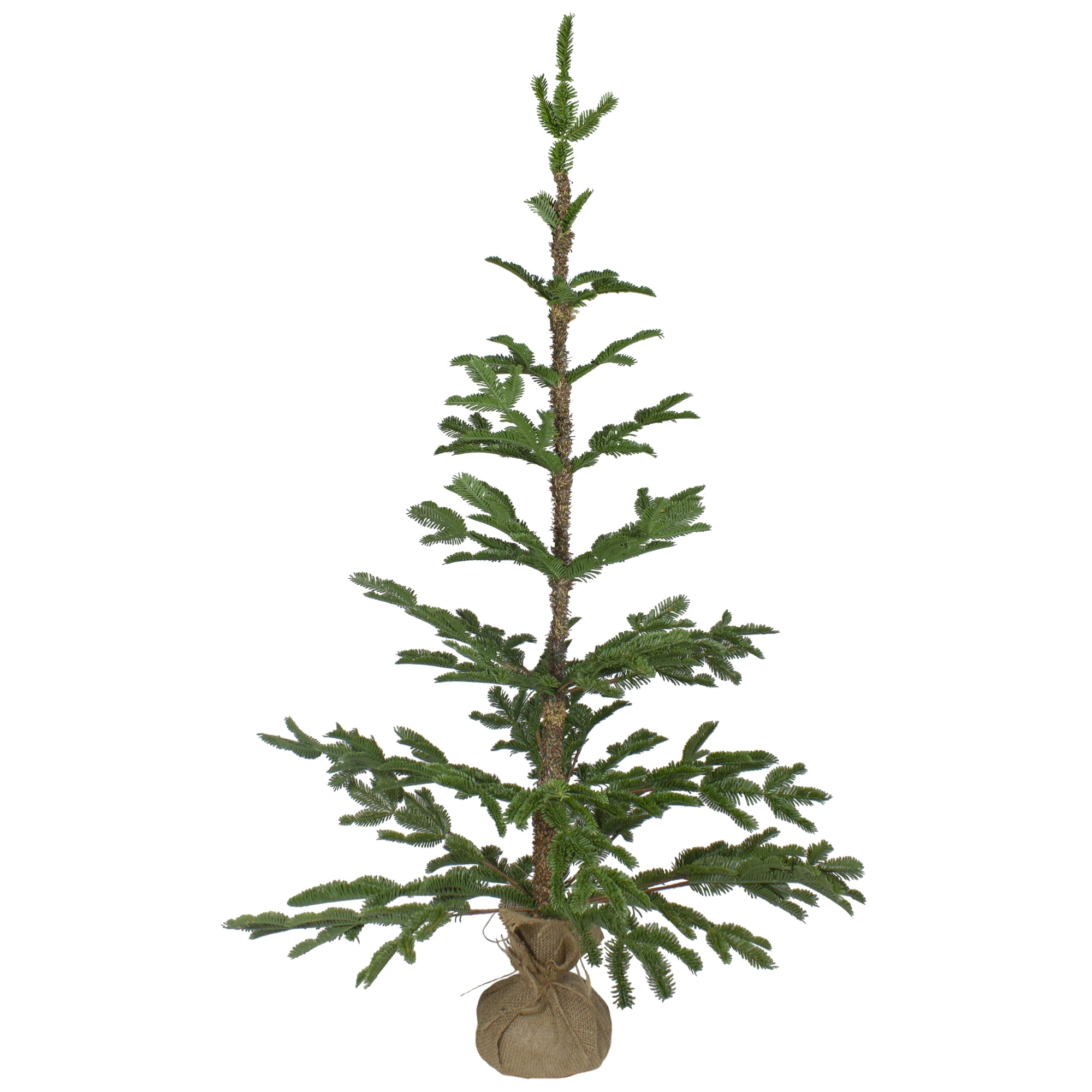 Northlight Real Touch™ Ponderosa Pine Medium Artificial Christmas Tree with Jute Base – Unlit - 4'