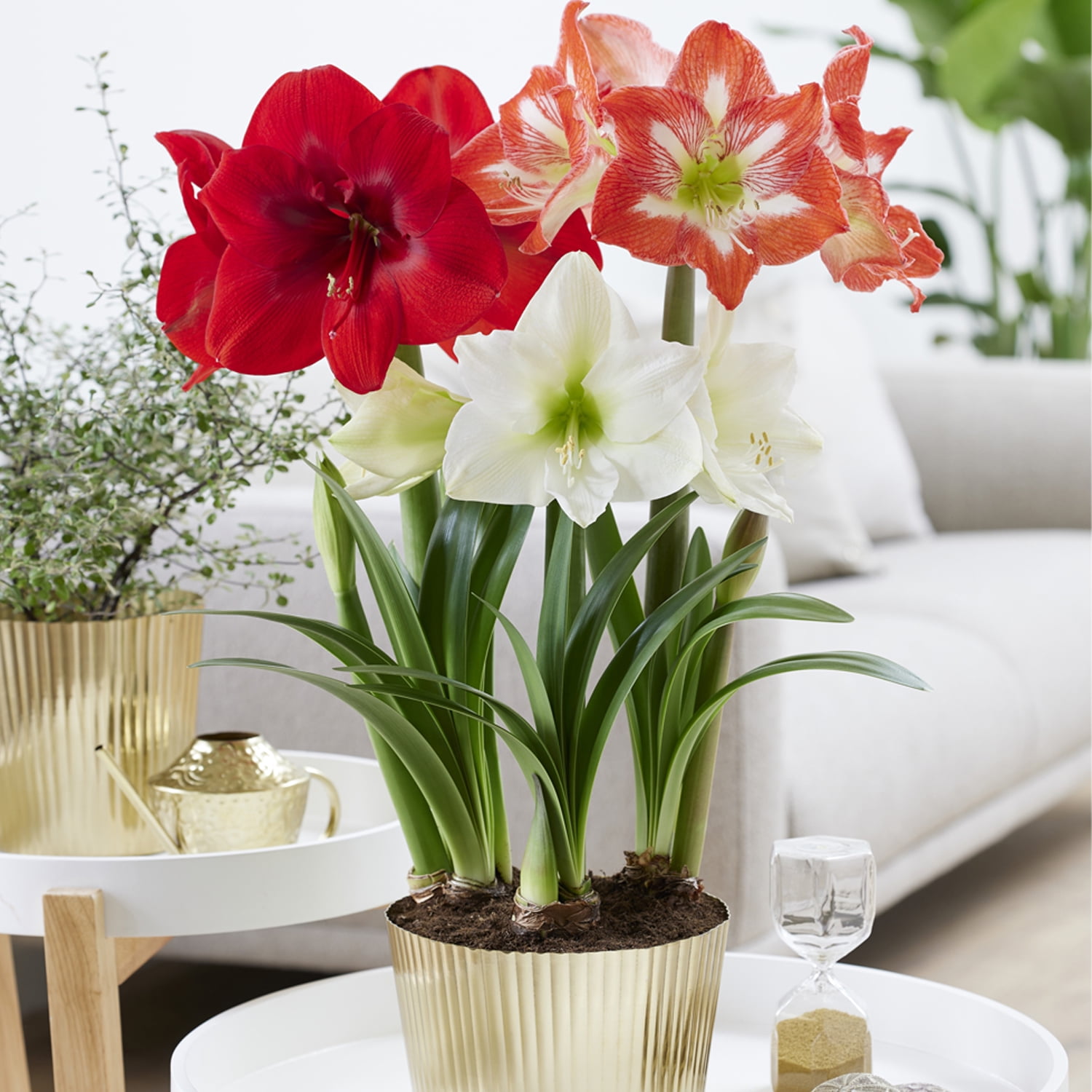 Van Zyverden Amaryllis Kit Trio with Fluted Iron Faux Brass Finish Bulb Planter and 3 Bulbs Multicolor Partial Sun Perennial Easy to Grow 5 lbs